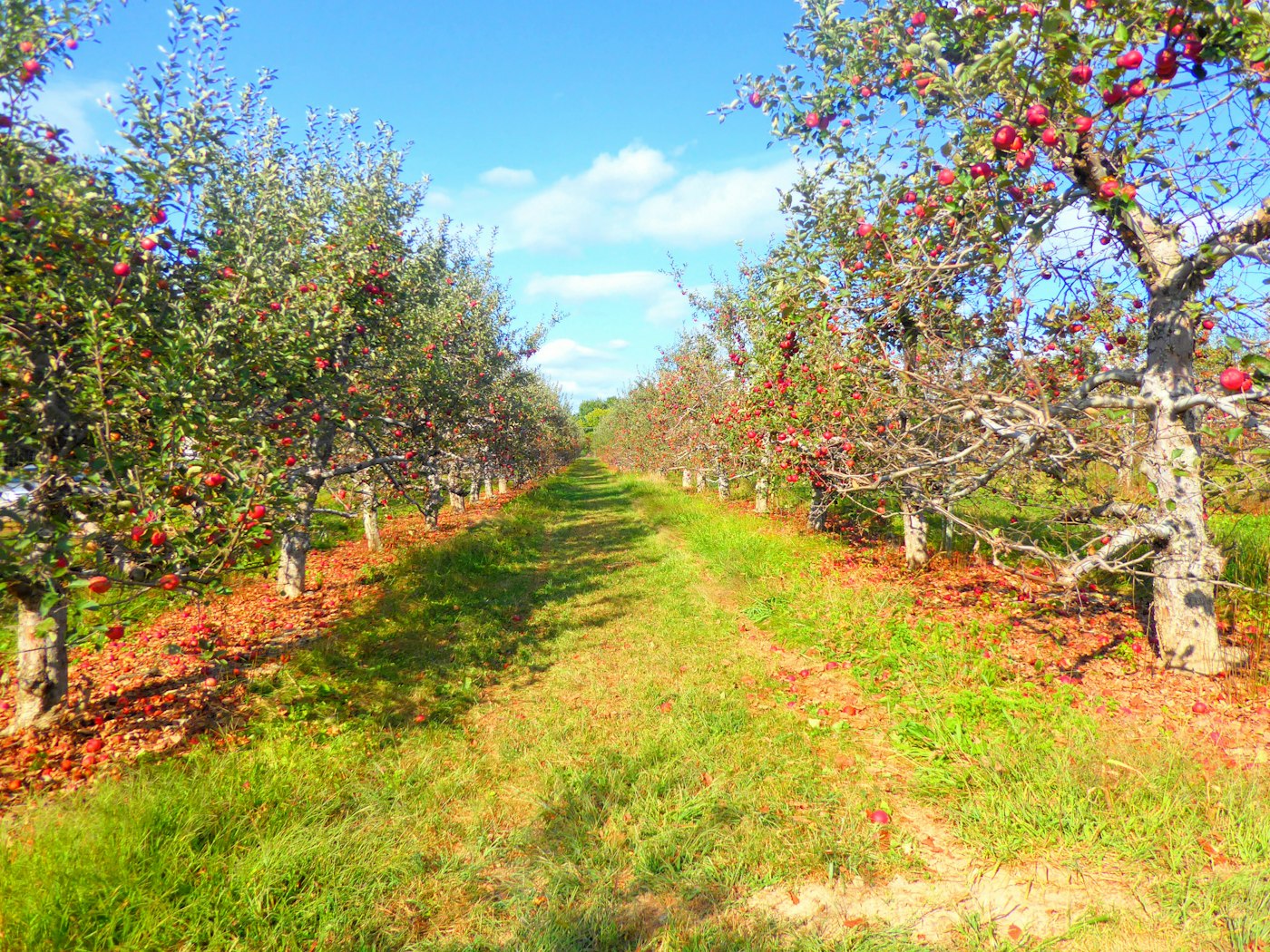 Fruit trees in an orchard block.