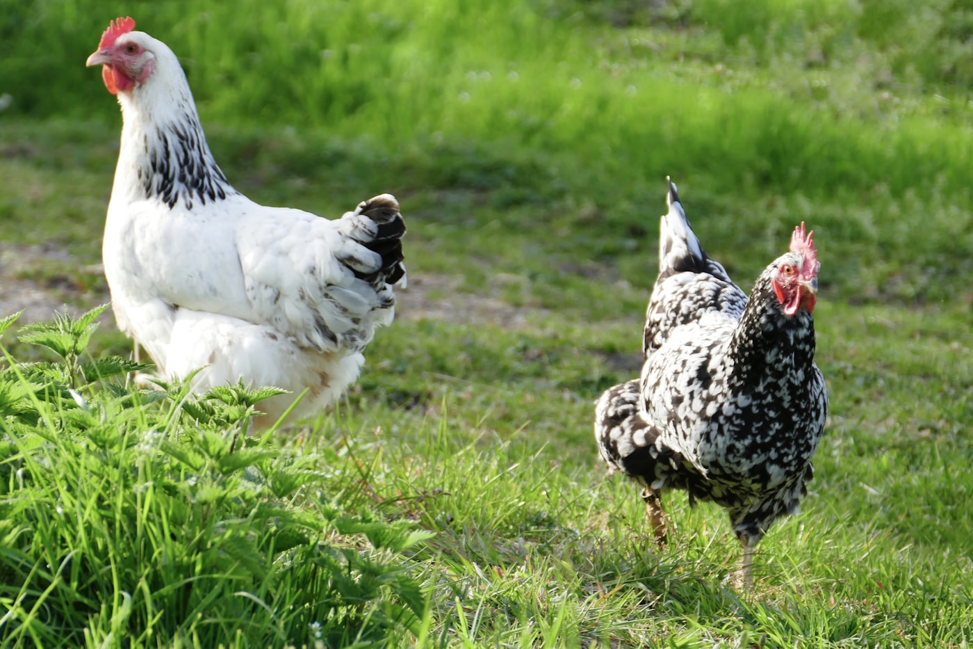 Chickens foraging on grass.