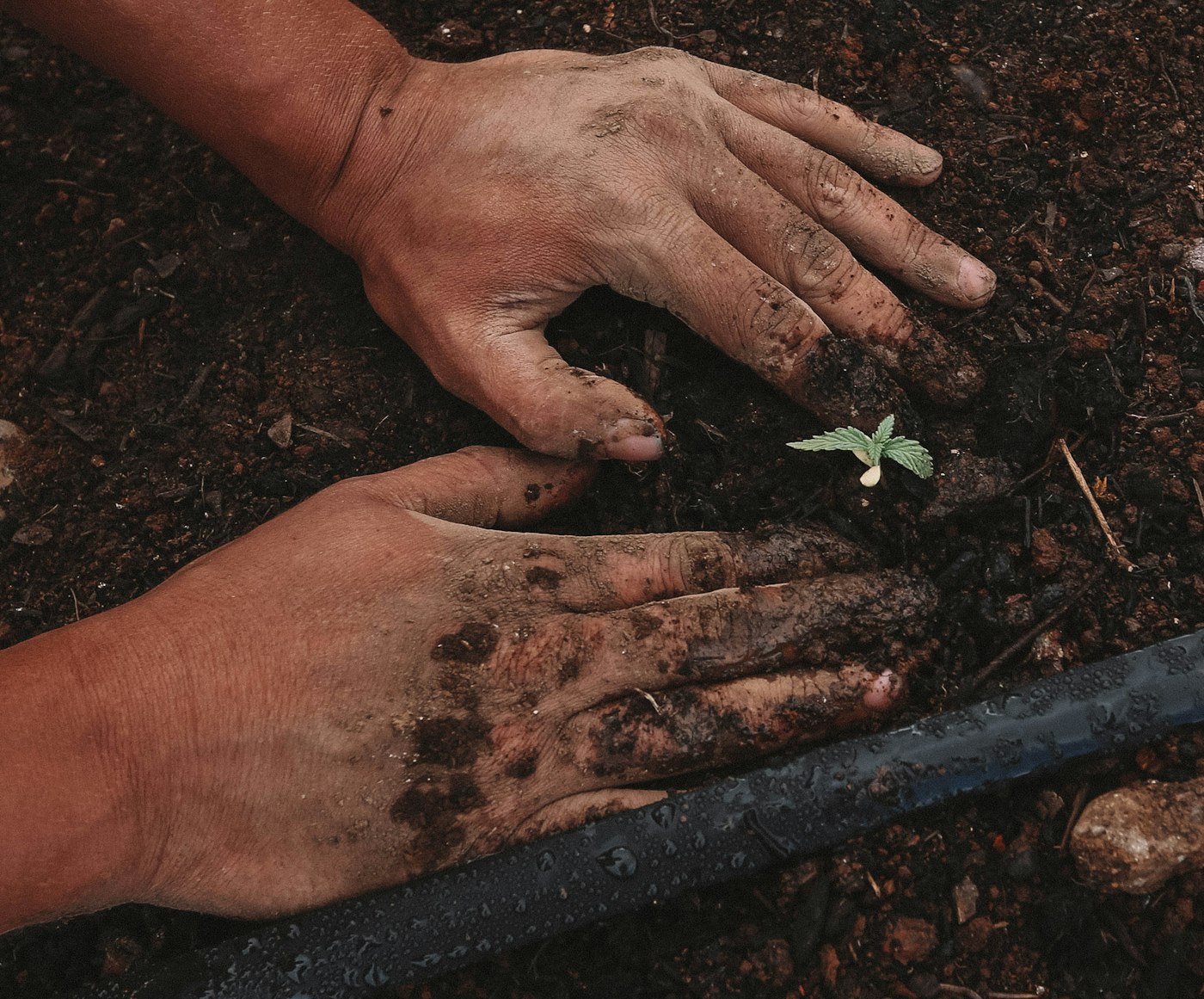 Hands settling a green seedling into dark, worked soil.